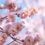 Zzouの画像