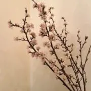 TAYUYUの画像