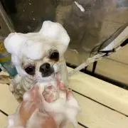 さる