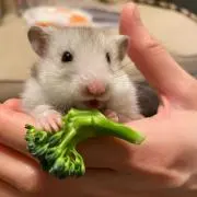 ジロけんの画像