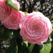 Hanaの画像