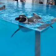 メルペンギンの画像