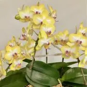 ナルナの画像