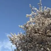 yckの画像