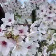 はる（晴）の画像