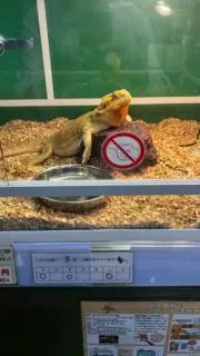アイス大好きの画像