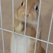 うさみーむの画像