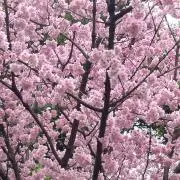 Slothyの画像