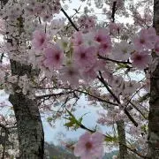 にこ⭐︎の画像