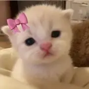 ねね【即購入⭕️】の画像
