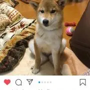 tenkoの画像