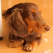 ソラパパ