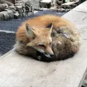 眠る狐の画像