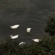 油そば好きの画像