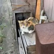 skucの画像