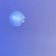 にゃんの画像