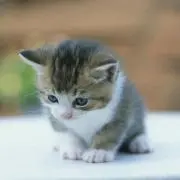 taの画像