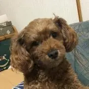 ダッフィー☆
