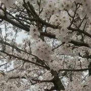 ガリ