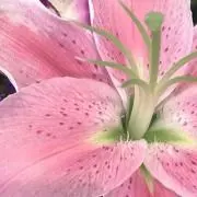 Sa