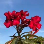 かかかの画像
