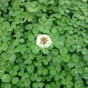 カラの画像