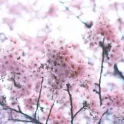 Fの画像