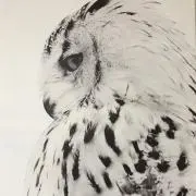 オウル