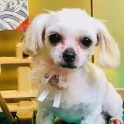 ともちんの画像