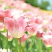 flowerの画像