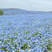 ぽんの画像