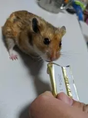 ペチの画像
