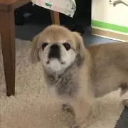 ラッキーの画像