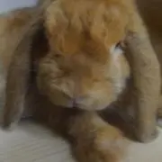 サノスの画像