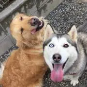 GoldenHuskyの画像