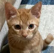 はんちゃんの画像