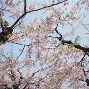RYO.kの画像