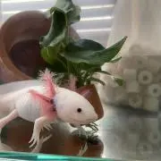 mama's