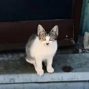 ろんちゃんの画像