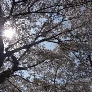 さく