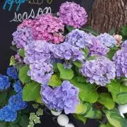 おまとめ割引あります★HIROMAMA★の画像