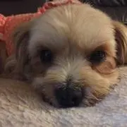 きなちゃん