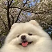 aの画像
