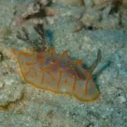 umiの画像