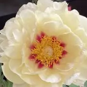 サイプラス アベニューの画像