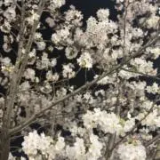 めいの画像