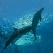 かなけん