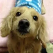 ダックスの画像