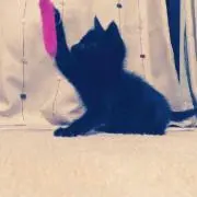 ゆうり