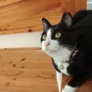 ぬーの画像